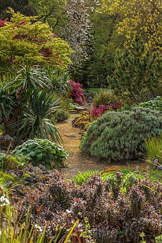 DODDINGTON_PLACE_KENT_APRIL_SPRING_THE_ROCK_GARDEN_MAPLES_ACERS_BERGENIA_CORDIFOLIA_OVERTURE