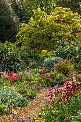 DODDINGTON_PLACE_KENT_APRIL_SPRING_THE_ROCK_GARDEN_MAPLES_BERGENIA_CORDIFOLIA_OVERTURE_PATH