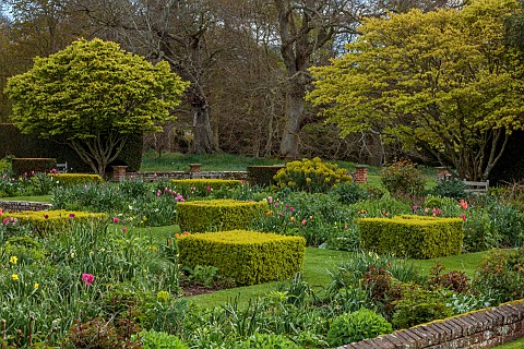 DODDINGTON_PLACE_KENT_APRIL_SPRING_THE_SUNKEN_GARDEN_DAWN_SUNRISE_TULIPS_HEDGES_HEDGING