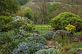 DODDINGTON PLACE, KENT: APRIL, SPRING, THE ROCK GARDEN, BALLOTA, EUPHORBIA,CHOISYA AZTEC PEARL, BORROWED LANDSCAPE