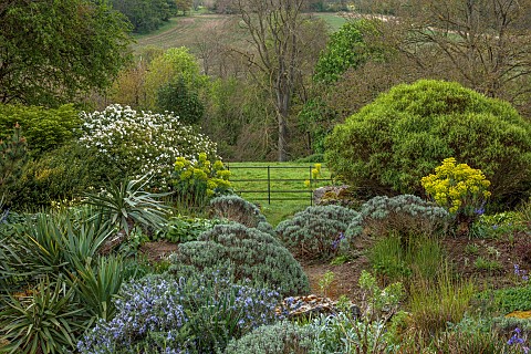DODDINGTON_PLACE_KENT_APRIL_SPRING_THE_ROCK_GARDEN_BALLOTA_EUPHORBIACHOISYA_AZTEC_PEARL_BORROWED_LAN