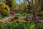 DODDINGTON PLACE, KENT: APRIL, SPRING, THE ROCK GARDEN, ACERS, STREAM, ROCKS