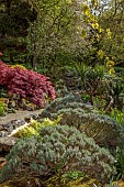 DODDINGTON PLACE, KENT: APRIL, SPRING, THE ROCK GARDEN, PATHS, ACERS, MAPLES