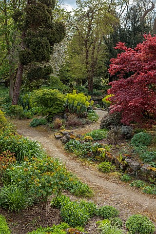 DODDINGTON_PLACE_KENT_APRIL_SPRING_THE_ROCK_GARDEN_EUPHORBIA_MAPLES_ACERS_PATH