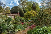 DODDINGTON PLACE, KENT: APRIL, SPRING, THE ROCK GARDEN, YUCCAS, MAPLES, BERGENIA CORDIFOLIA OVERTURE, WALL