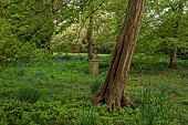 DODDINGTON PLACE, KENT: WOODLAND, SPRING, APRIL, STATUE, GREEN