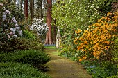 DODDINGTON PLACE, KENT: THE WOODLAND, PATH, ORANGE AZALEAS, CORNUS EDDIES WHITE WONDER, THE HANDKERCHIEF TREE, DAVIDIA INVOLUCRATA VAR. VILMORINIANA