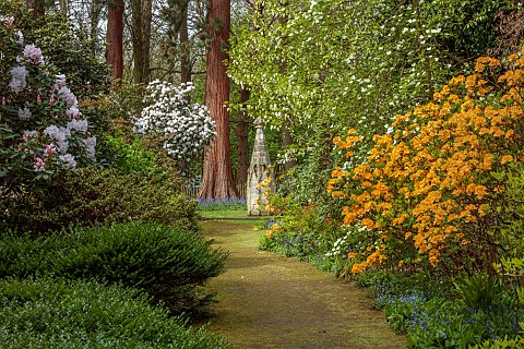 DODDINGTON_PLACE_KENT_THE_WOODLAND_PATH_ORANGE_AZALEAS_CORNUS_EDDIES_WHITE_WONDER_THE_HANDKERCHIEF_T