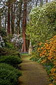 DODDINGTON PLACE, KENT: THE WOODLAND, PATH, ORANGE AZALEAS, CORNUS EDDIES WHITE WONDER, THE HANDKERCHIEF TREE, DAVIDIA INVOLUCRATA VAR. VILMORINIANA