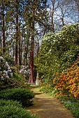 DODDINGTON PLACE, KENT: THE WOODLAND, PATH, ORANGE AZALEAS, CORNUS EDDIES WHITE WONDER, THE HANDKERCHIEF TREE, DAVIDIA INVOLUCRATA VAR. VILMORINIANA