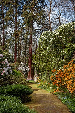 DODDINGTON_PLACE_KENT_THE_WOODLAND_PATH_ORANGE_AZALEAS_CORNUS_EDDIES_WHITE_WONDER_THE_HANDKERCHIEF_T