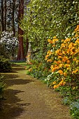 DODDINGTON PLACE, KENT: THE WOODLAND, PATH, ORANGE AZALEAS, CORNUS EDDIES WHITE WONDER, THE HANDKERCHIEF TREE, DAVIDIA INVOLUCRATA VAR. VILMORINIANA