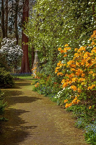 DODDINGTON_PLACE_KENT_THE_WOODLAND_PATH_ORANGE_AZALEAS_CORNUS_EDDIES_WHITE_WONDER_THE_HANDKERCHIEF_T
