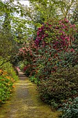 DODDINGTON PLACE, KENT: THE WOODLAND, PATH, RHODODENDRONS, CAMELLIAS, ORANGE AZALEAS