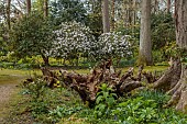 DODDINGTON PLACE, KENT: APRIL, SPRING, WOODLAND, STUMPERY, TREE TRUNK