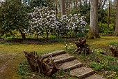 DODDINGTON PLACE, KENT: APRIL, SPRING, WOODLAND, STUMPERY, TREE TRUNK, PATH