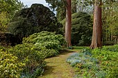 DODDINGTON PLACE, KENT: APRIL, SPRING, WOODLAND, PATH, WELLINGTONIA, SEQUOIA GIGANTEA