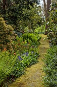 DODDINGTON PLACE, KENT: APRIL, SPRING, WOODLAND, BLUEBELLS, FERNS, EUPHORBIA FIREGLOW