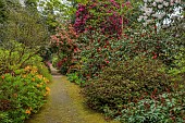 DODDINGTON PLACE, KENT: THE WOODLAND, PATH, RHODODENDRONS, CAMELLIAS, ORANGE AZALEAS