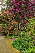 DODDINGTON PLACE, KENT: THE WOODLAND, PATH, RHODODENDRONS, PIERIS FOREST FLAME