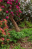 DODDINGTON PLACE, KENT: THE WOODLAND, PATH, RHODODENDRONS, PIERIS FOREST FLAME