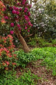 DODDINGTON PLACE, KENT: THE WOODLAND, PATH, RHODODENDRONS, PIERIS FOREST FLAME