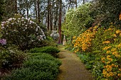 DODDINGTON PLACE, KENT: THE WOODLAND, PATH, ORANGE AZALEAS, CORNUS EDDIES WHITE WONDER, THE HANDKERCHIEF TREE, DAVIDIA INVOLUCRATA VAR. VILMORINIANA