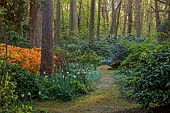 DODDINGTON PLACE, KENT: THE WOODLAND, PATH, ORANGE AZALEAS, TREES, BLUE METAL BENCH, SEAT