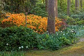 DODDINGTON PLACE, KENT: THE WOODLAND, PATH, ORANGE AZALEAS, TREES