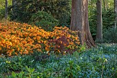 DODDINGTON PLACE, KENT: THE WOODLAND, PATH, ORANGE AZALEAS, TREES