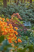 DODDINGTON PLACE, KENT: THE WOODLAND, PATH, ORANGE AZALEAS, TREES, BLUE METAL BENCH, SEAT