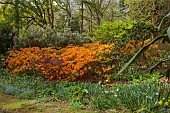 DODDINGTON PLACE, KENT: THE WOODLAND, PATH, ORANGE AZALEAS, TREES