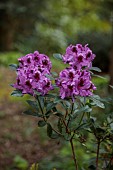 DODDINGTON PLACE, KENT: PURPLE FLOWERS, BLOOMS OF RHODODENDRON BLAUE JUNGS, SPRING, APRIL