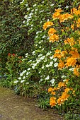 DODDINGTON PLACE, KENT: WOODLAND, SPRING, APRIL, ORANGE FLOWERS, BLOOMS OF AZALEA, CORNUS EDDIES WHITE WONDER