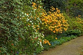 DODDINGTON PLACE, KENT: WOODLAND, SPRING, APRIL, ORANGE FLOWERS, BLOOMS OF AZALEA, CORNUS EDDIES WHITE WONDER