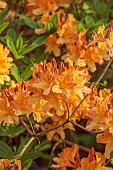 DODDINGTON PLACE, KENT: SPRING, APRIL, ORANGE FLOWERS, BLOOMS OF AZALEA IN THE WOODLAND