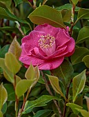 DODDINGTON PLACE, KENT: SPRING, APRIL, SHRUBS, WOODLAND, PINK FLOWERS, BLOOMS OF CAMELLIA HIEMALIS KANJIRO