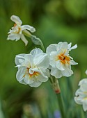 DODDINGTON PLACE, KENT: SPRING, APRIL, MEADOW, BULBS, CREAM, WHITE FLOWERS, BLOOMS OF DAFFODIL, NARCISSUS CHEERFULNESS