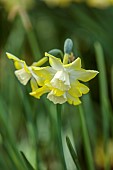 DODDINGTON PLACE, KENT: SPRING, APRIL, MEADOW, BULBS, YELLOW, CREAM, WHITE FLOWERS, BLOOMS OF DAFFODIL, NARCISSUS PIPIT