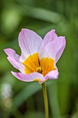 DODDINGTON PLACE, KENT: SPRING, APRIL, YELLOW, PINK FLOWERS, BLOOMS OF TULIP, TULIPA SAXATILIS LILAC WONDER
