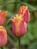 DODDINGTON PLACE, KENT: SPRING, APRIL, YELLOW, PINK FLOWERS, BLOOMS OF TULIP, TULIPA APELDOORNS ELITE