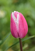DODDINGTON PLACE, KENT: SPRING, APRIL, WHITE, PINK FLOWERS, BLOOMS OF TULIP, TULIPA VALENTINE