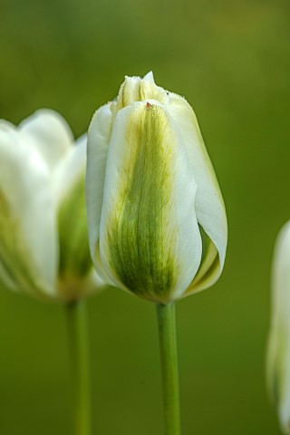 DODDINGTON_PLACE_KENT_SPRING_APRIL_WHITE_GREEN_FLOWERS_BLOOMS_OF_TULIP_TULIPA_SPRING_GREEN