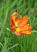 DODDINGTON PLACE, KENT: SPRING, APRIL, YELLOW, ORANGE FLOWERS, BLOOMS OF PARROT TULIP, TULIPA PARROT KING
