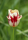 DODDINGTON PLACE, KENT: SPRING, APRIL, CREAM, RED FLOWERS, BLOOMS OF TULIP, TULIPA GRAND PERFECTION