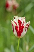 DODDINGTON PLACE, KENT: SPRING, APRIL, CREAM, RED FLOWERS, BLOOMS OF TULIP, TULIPA GRAND PERFECTION
