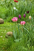 DODDINGTON PLACE, KENT: SPRING, APRIL, YELLOW, PINK FLOWERS, BLOOMS OF TULIP, TULIPA SILVER PARROT