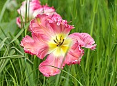 DODDINGTON PLACE, KENT: SPRING, APRIL, YELLOW, PINK FLOWERS, BLOOMS OF TULIP, TULIPA SILVER PARROT