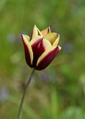 DODDINGTON PLACE, KENT: SPRING, APRIL, YELLOW, RED FLOWERS, BLOOMS OF TULIP, TULIPA GAVOTA