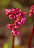 DODDINGTON PLACE, KENT: SPRING, APRIL, PINK FLOWERS, BLOOMS OF BERGENIA CORDIFOLIA OVERTURE